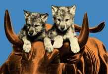 Ambitious Wolf Cubs on Wall Street: A Closer Look at Young Finance Professionals ambitious-wolf-cubs-on-wall-street-a-closer-look-at-young-finance-professionals