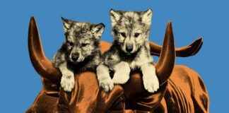 Ambitious Wolf Cubs on Wall Street: A Closer Look at Young Finance Professionals ambitious-wolf-cubs-on-wall-street-a-closer-look-at-young-finance-professionals