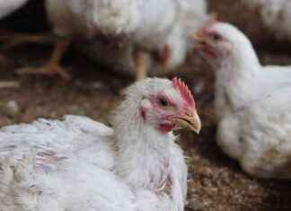 Bird Flu Symptoms and Transmission: Everything You Need to Know bird-flu-symptoms-and-transmission-everything-you-need-to-know