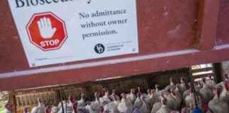California Declares State of Emergency Due to Severe Bird Flu Outbreak: Implications for the Nation california-declares-state-of-emergency-due-to-severe-bird-flu-outbreak-mplications-for-the-nation