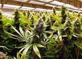 Challenges Facing America’s Marijuana Industry: An Overview challenges-facing-americas-marijuana-ndustry-an-overview
