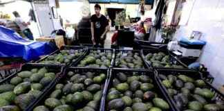 Chipotle Downplays Trump Tariffs, Avocados Sourcing Revealed chipotle-downplays-trump-tariffs-avocados-sourcing-revealed