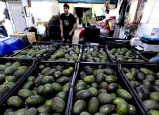 Chipotle Downplays Trump Tariffs, Avocados Sourcing Revealed chipotle-downplays-trump-tariffs-avocados-sourcing-revealed