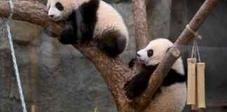 Hong Kong’s Baby Panda Frenzy Attracts Tourists hong-kongs-baby-panda-frenzy-attracts-tourists