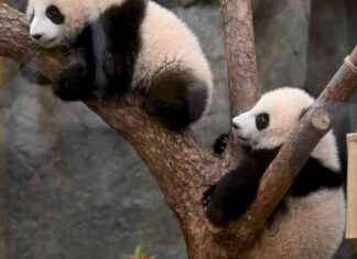 Hong Kong’s Baby Panda Frenzy Attracts Tourists hong-kongs-baby-panda-frenzy-attracts-tourists