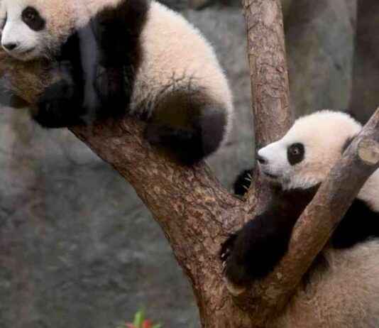 Hong Kong’s Baby Panda Frenzy Attracts Tourists hong-kongs-baby-panda-frenzy-attracts-tourists