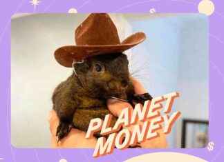 Decoding the Parable of Peanut Memecoin decoding-the-parable-of-peanut-memecoin