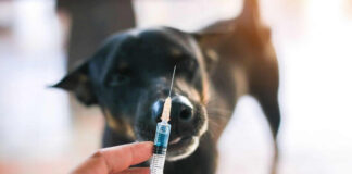 Investing in Your Dog’s Health: A Guide for Modern Pet Owners Investing in Your Dog’s Health