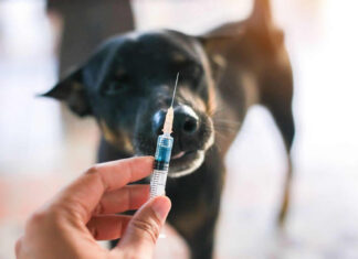 Investing in Your Dog’s Health: A Guide for Modern Pet Owners Investing in Your Dog’s Health