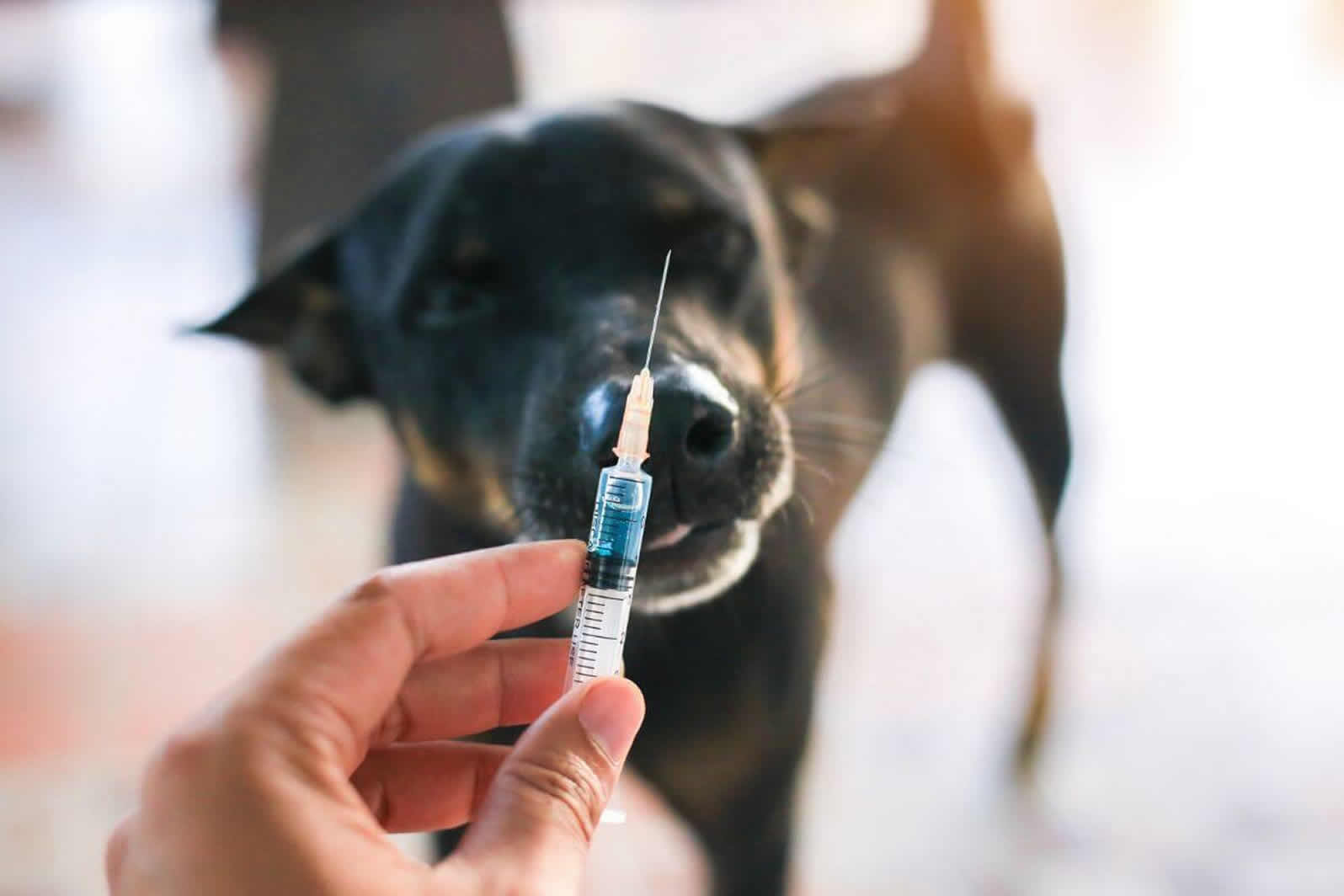 Investing in Your Dog’s Health Investing in Your Dog’s Health